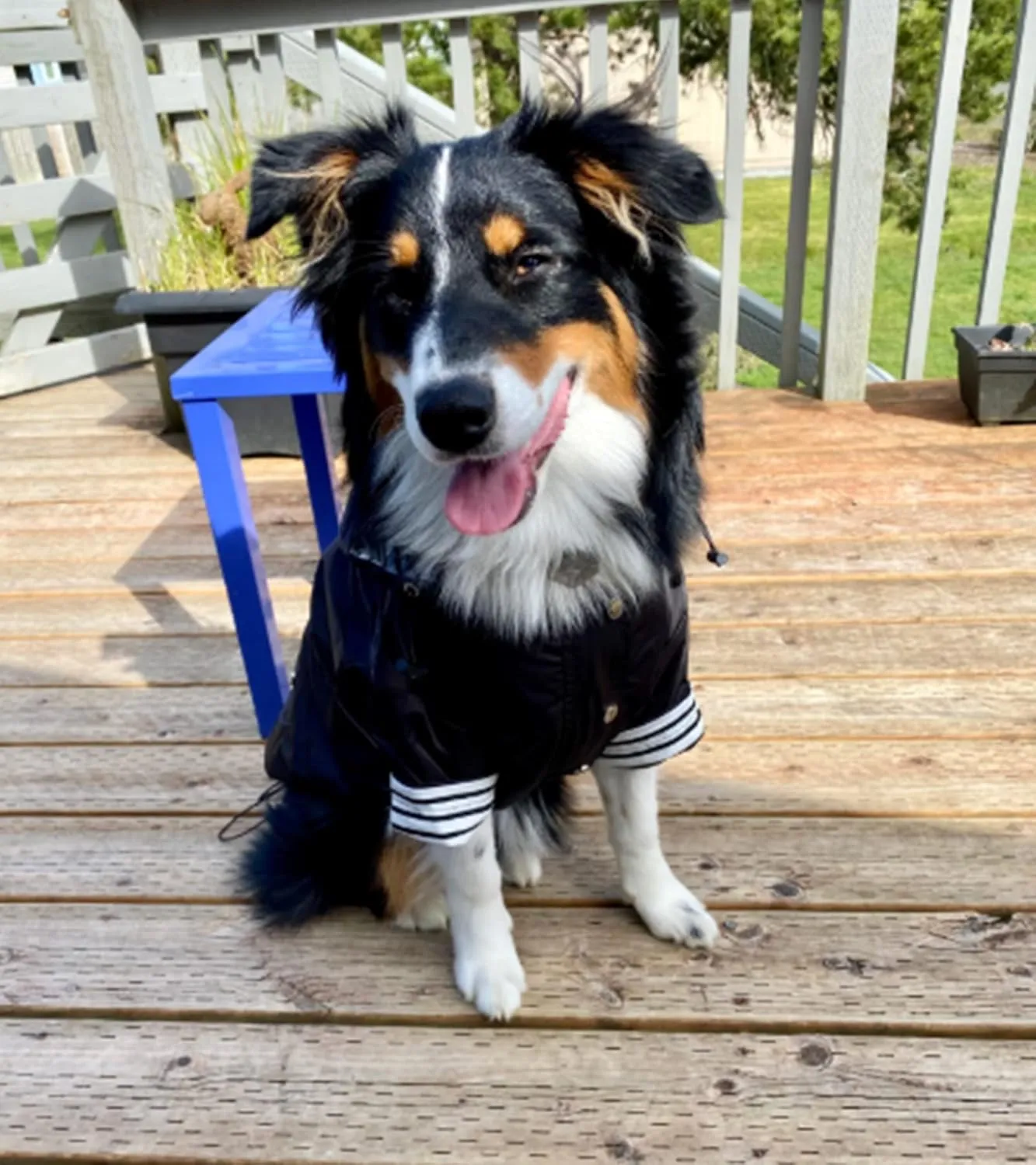 Morezi Dog Zip Up Raincoat with Reflective Buttons, Rain/Water Resistant, Adjustable Drawstring, Removable Hood, Raincoats with Legs 8lbs to 80lbs Available - Black - S