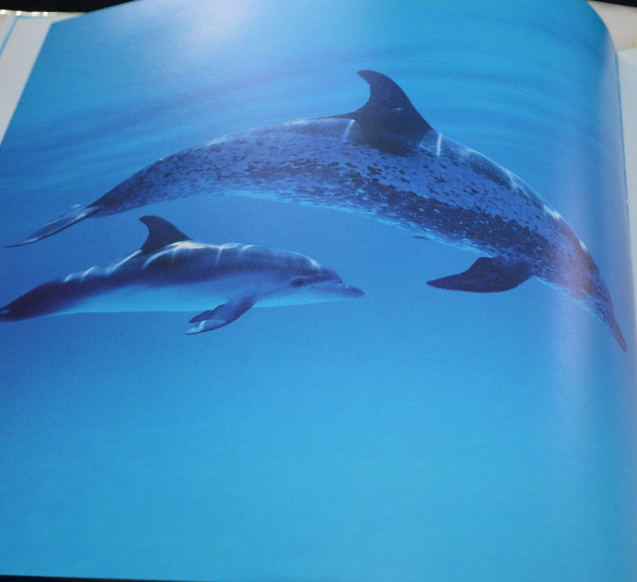 SECONDHAND BOOK DOLPHINS by BEN WILSON(PREVIOUSLY OWNED) VERY GOOD CONDITION