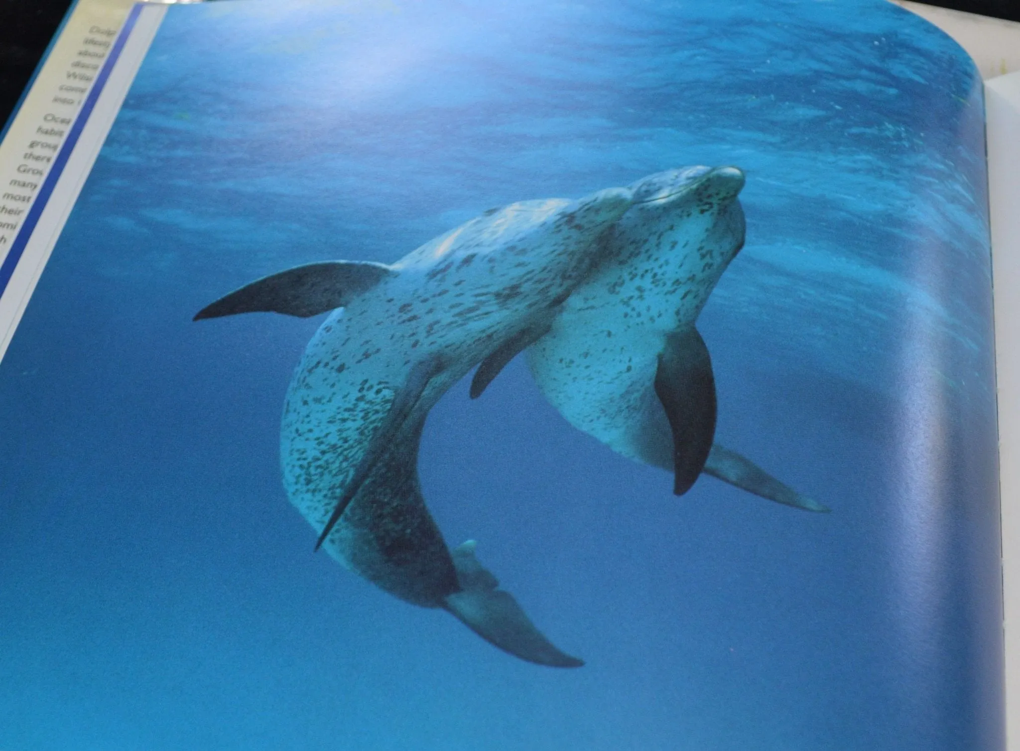 SECONDHAND BOOK DOLPHINS by BEN WILSON(PREVIOUSLY OWNED) VERY GOOD CONDITION