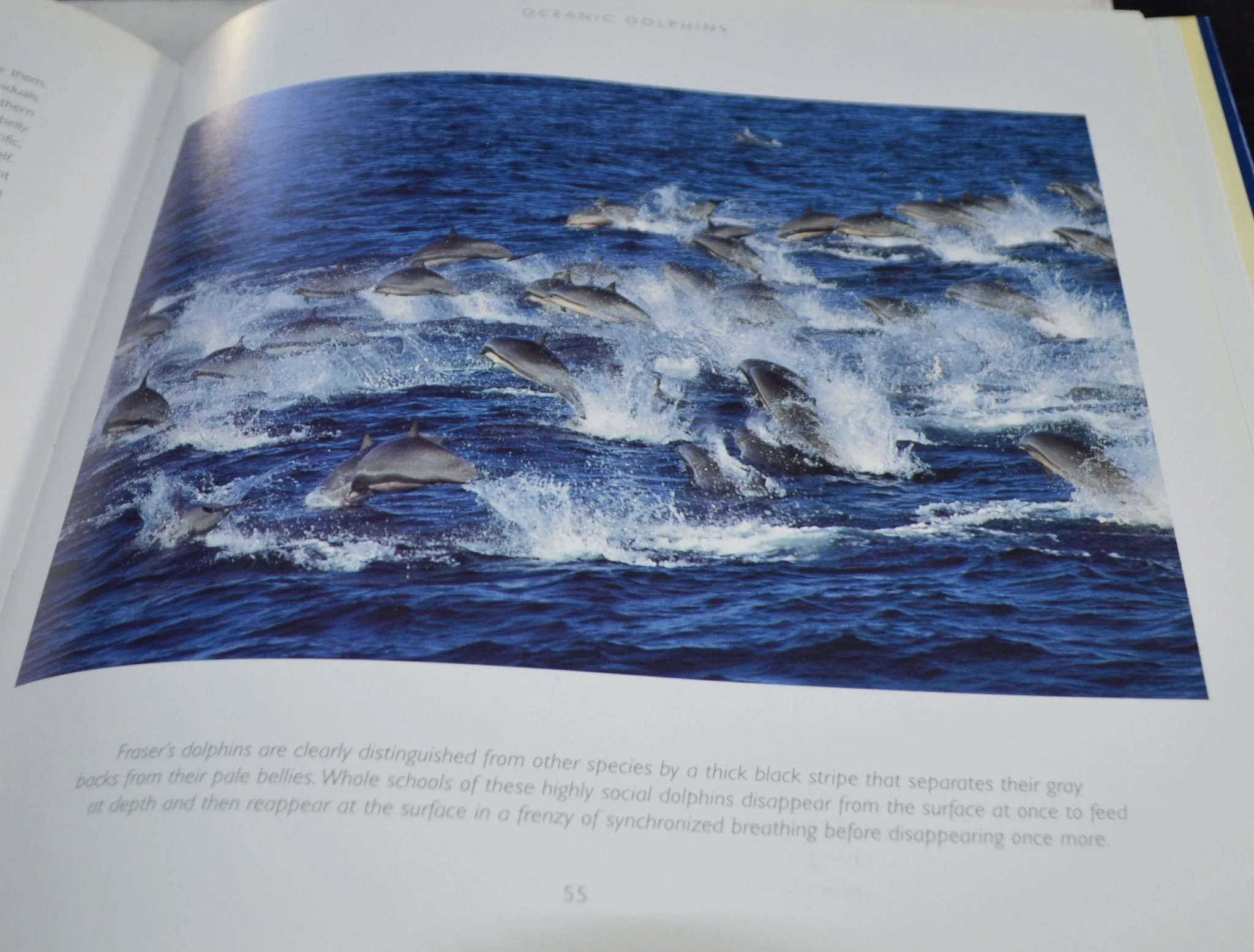SECONDHAND BOOK DOLPHINS by BEN WILSON(PREVIOUSLY OWNED) VERY GOOD CONDITION