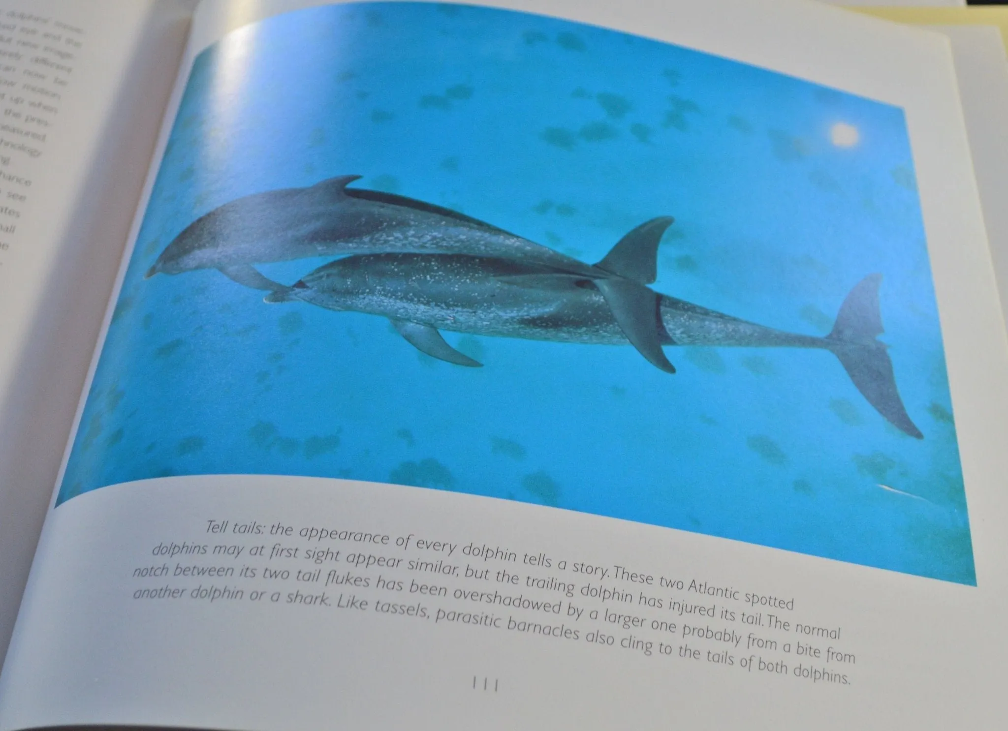 SECONDHAND BOOK DOLPHINS by BEN WILSON(PREVIOUSLY OWNED) VERY GOOD CONDITION